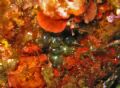 Valonia sp.